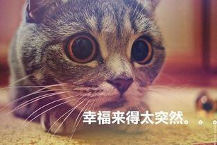 猫猫永不为奴娱乐吃瓜酱