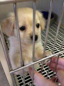 各种狗狗照片,从可爱到威猛，尽收眼底